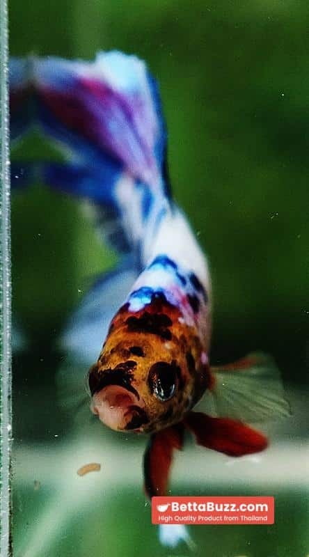 Betta fish DTPK Magical Marble Tiger Head - Image 8