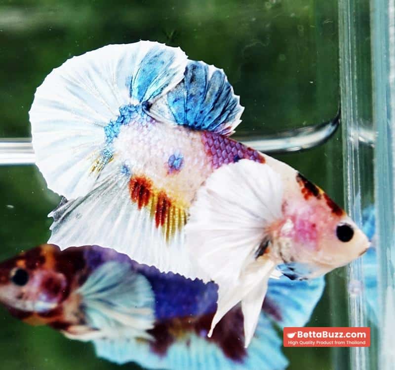 Betta fish Dumbo White Rainbow Fancy HMPK - Image 6