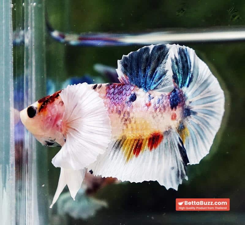 Betta fish Dumbo White Rainbow Fancy HMPK - Image 5