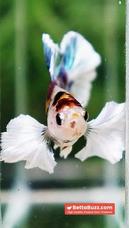 Betta fish Dumbo White Rainbow Fancy HMPK - Image 7