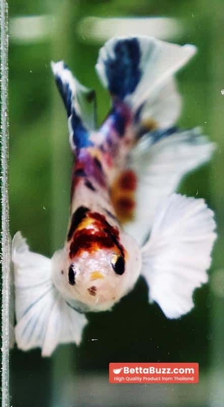 Betta fish Dumbo White Rainbow Fancy HMPK - Image 8