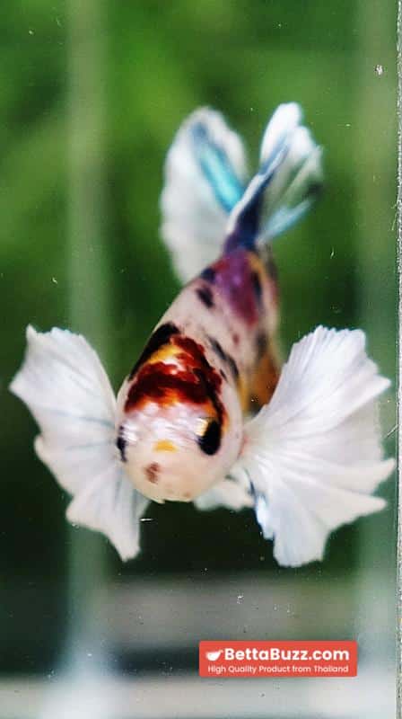 Betta fish Dumbo White Rainbow Fancy HMPK - Image 9