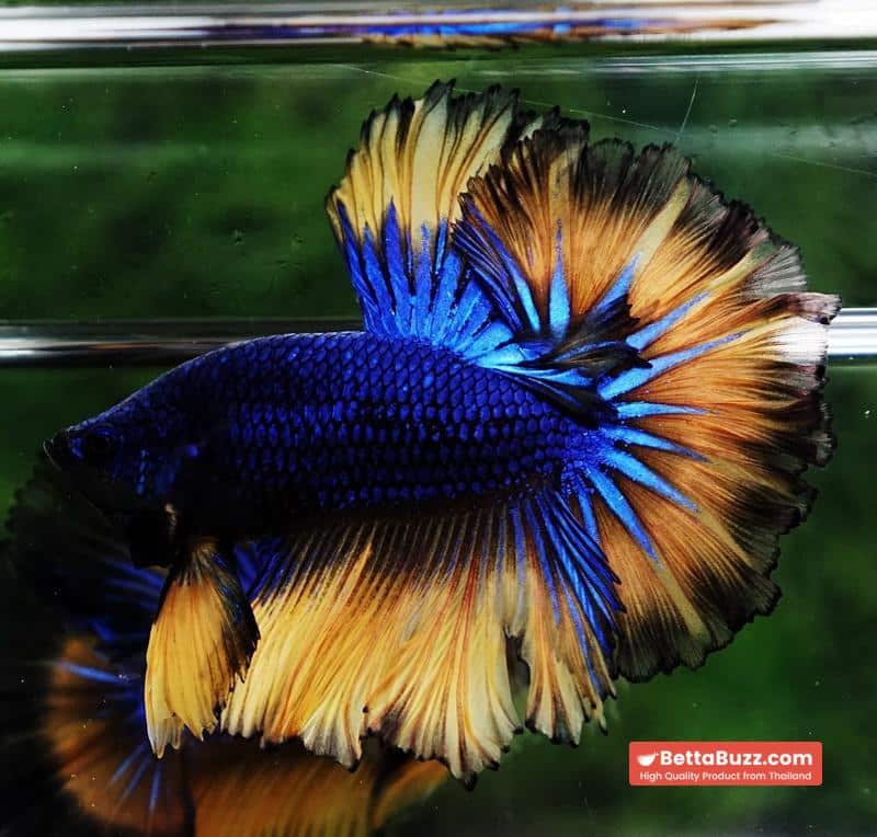 Betta fish Classic Blue mustard Gas Rosetail (OHM) - Image 3