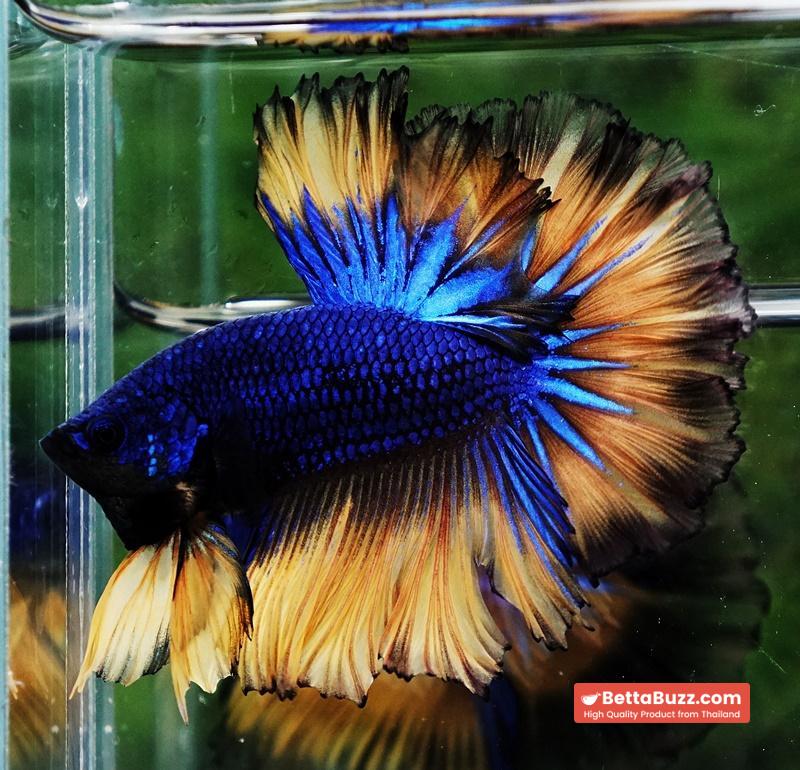 Betta fish Classic Blue mustard Gas Rosetail (OHM) - Image 5
