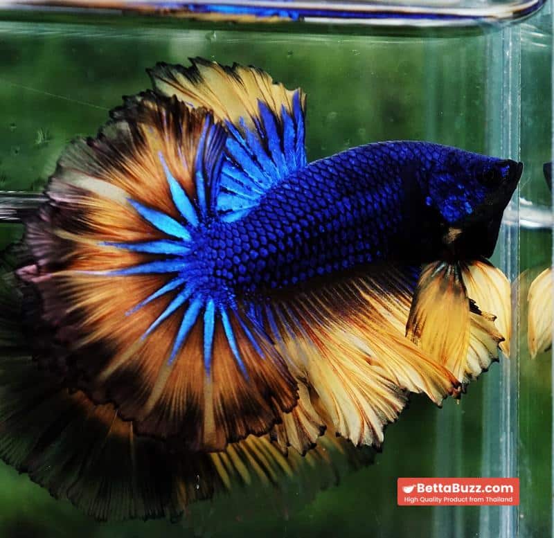 Betta fish Classic Blue mustard Gas Rosetail (OHM) - Image 2