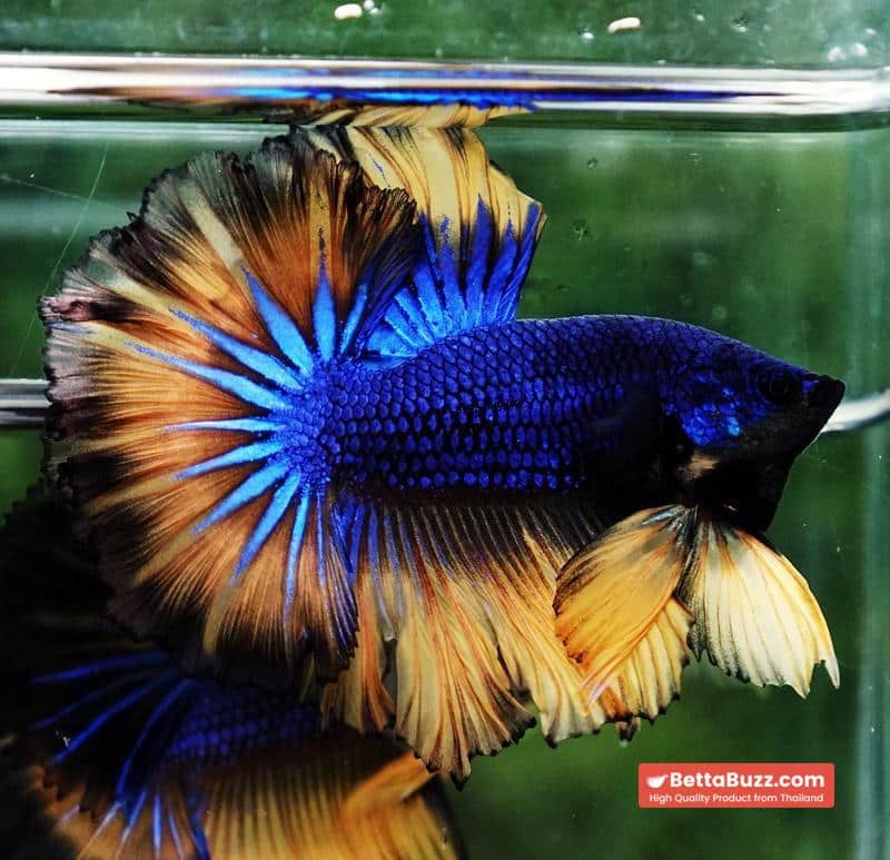 Betta fish Classic Blue mustard Gas Rosetail (OHM) - Image 6