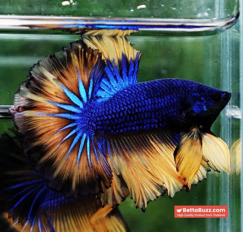 Betta fish Classic Blue mustard Gas Rosetail (OHM) - Image 4
