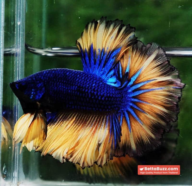 Betta fish Classic Blue mustard Gas Rosetail (OHM) - Image 7