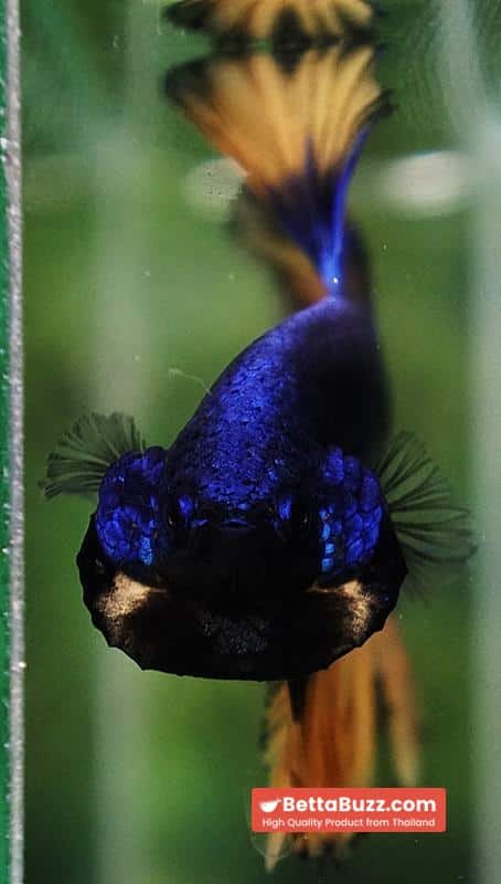 Betta fish Classic Blue mustard Gas Rosetail (OHM) - Image 8