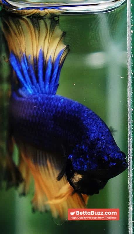 Betta fish Classic Blue mustard Gas Rosetail (OHM) - Image 9