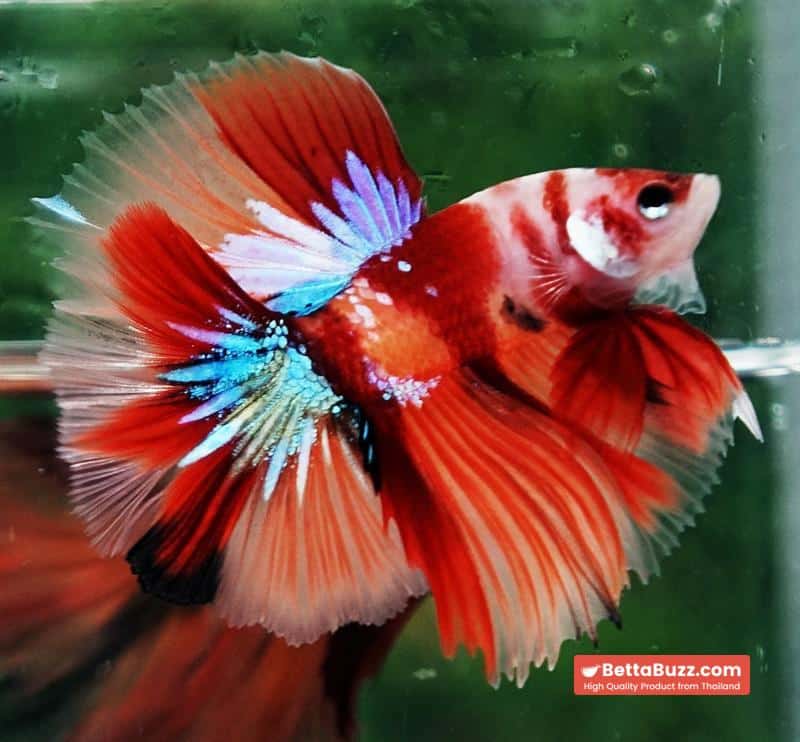 Betta fish Pigeon Wing Candy Nemo Hawk HM - Image 3