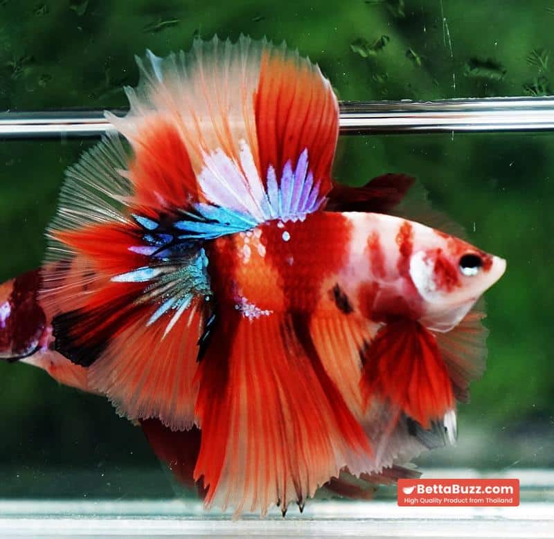 Betta fish Pigeon Wing Candy Nemo Hawk HM - Image 5