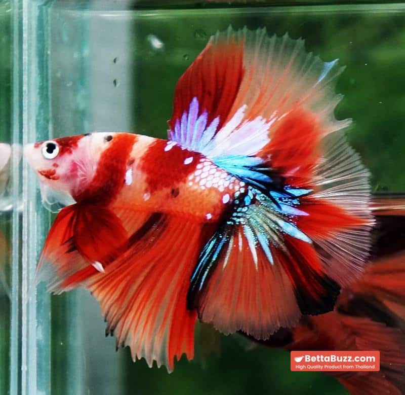 Betta fish Pigeon Wing Candy Nemo Hawk HM - Image 6