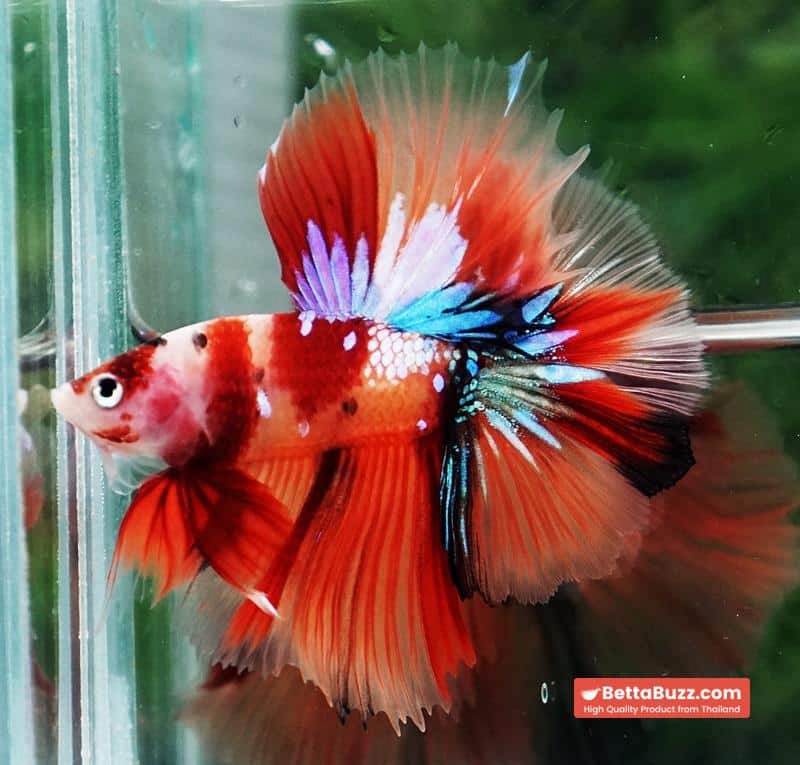 Betta fish Pigeon Wing Candy Nemo Hawk HM - Image 2