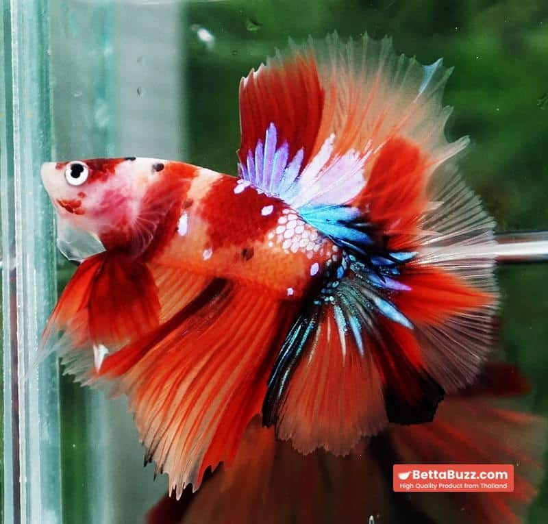 Betta fish Pigeon Wing Candy Nemo Hawk HM - Image 4