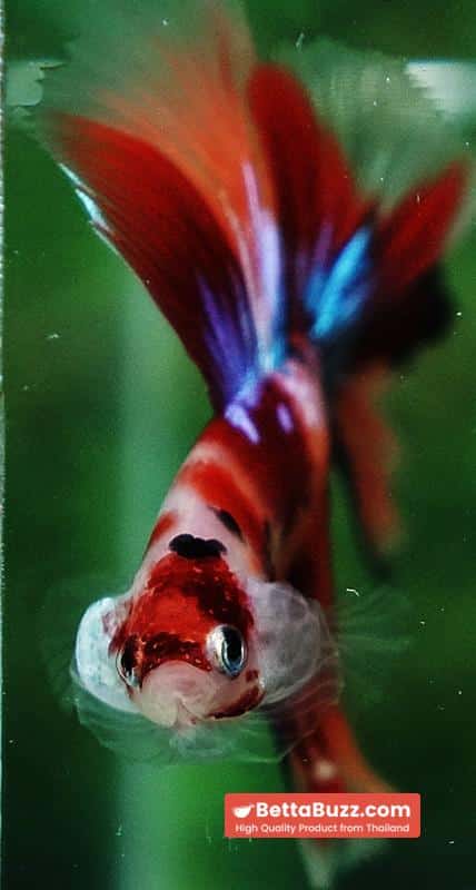 Betta fish Pigeon Wing Candy Nemo Hawk HM - Image 7