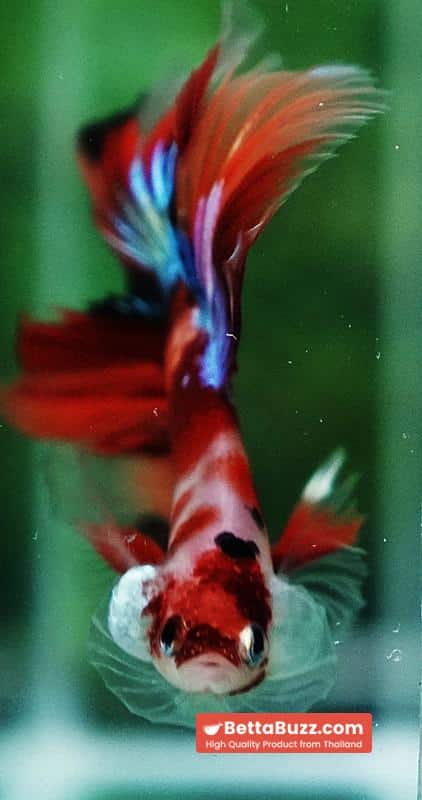 Betta fish Pigeon Wing Candy Nemo Hawk HM - Image 8