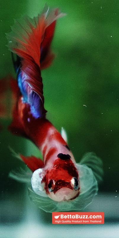 Betta fish Pigeon Wing Candy Nemo Hawk HM - Image 9
