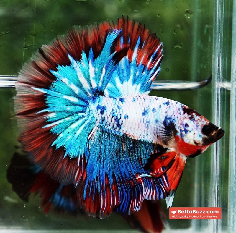 Betta fish Fancy Magical Red Blue Marble - Image 2