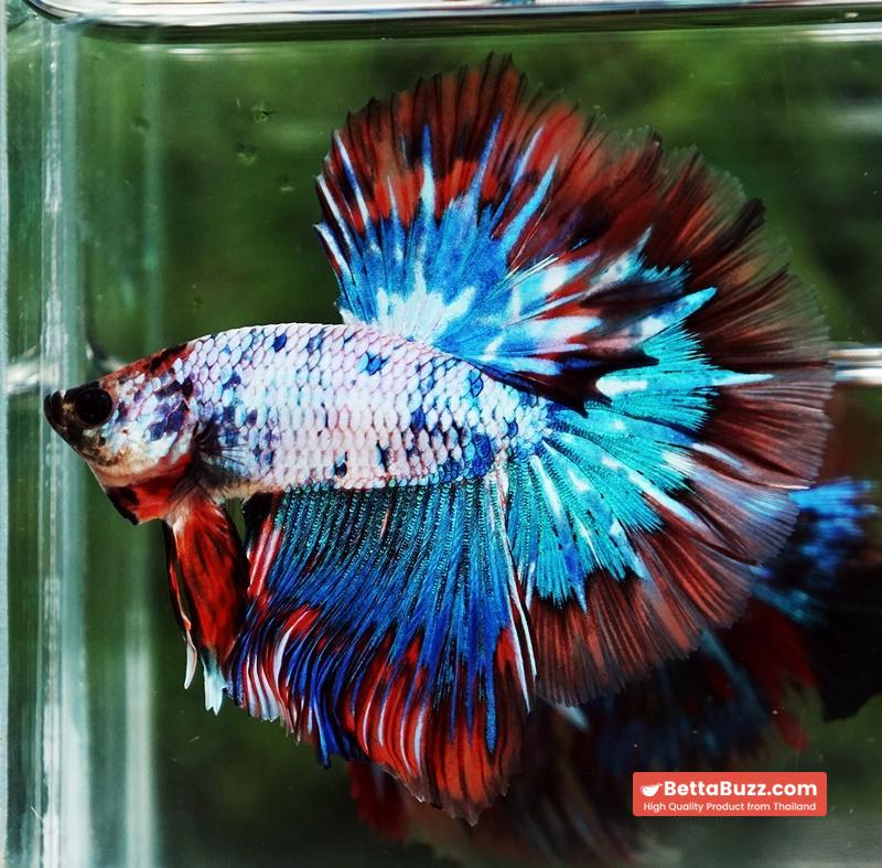 Betta fish Fancy Magical Red Blue Marble - Image 3