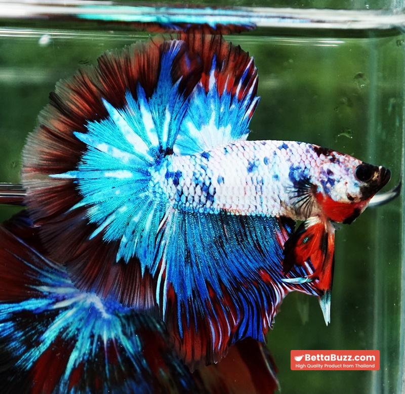 Betta fish Fancy Magical Red Blue Marble - Image 4