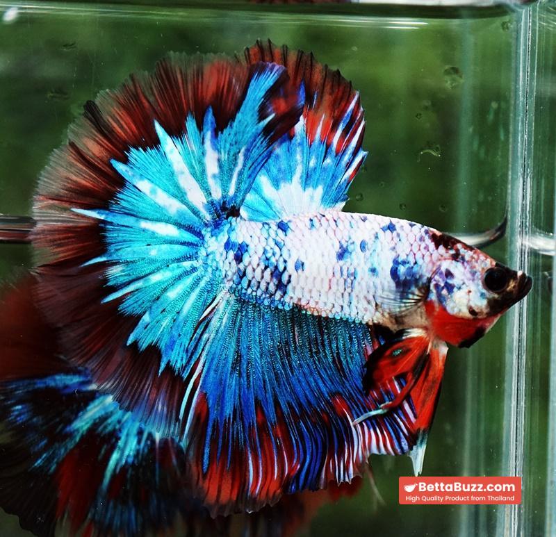 Betta fish Fancy Magical Red Blue Marble - Image 6