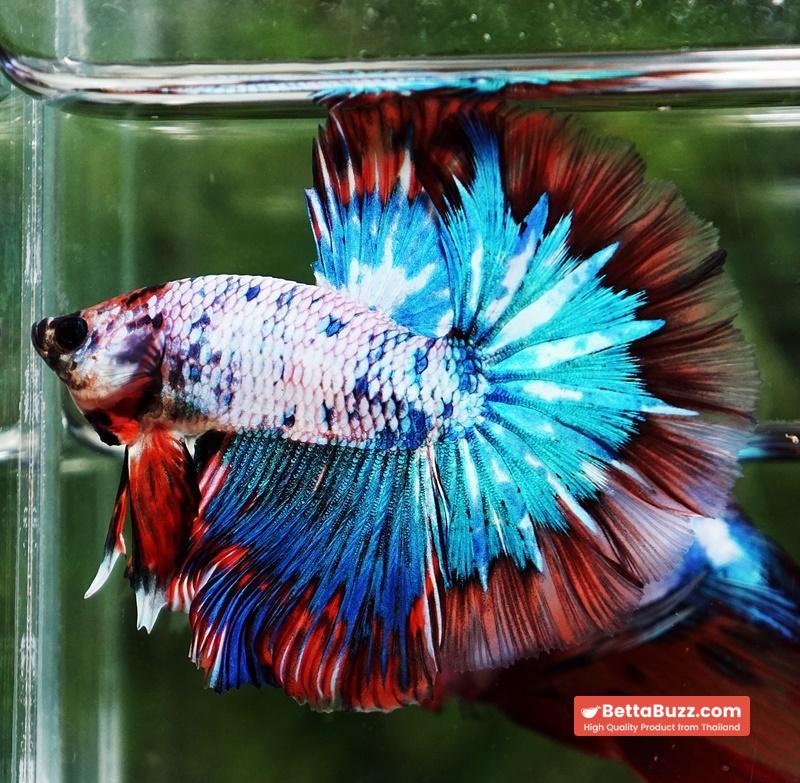 Betta fish Fancy Magical Red Blue Marble - Image 5
