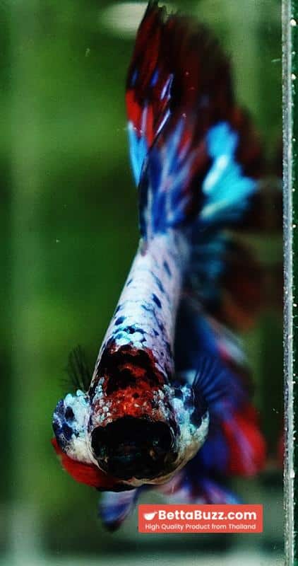 Betta fish Fancy Magical Red Blue Marble - Image 7