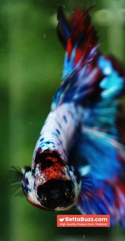 Betta fish Fancy Magical Red Blue Marble - Image 8