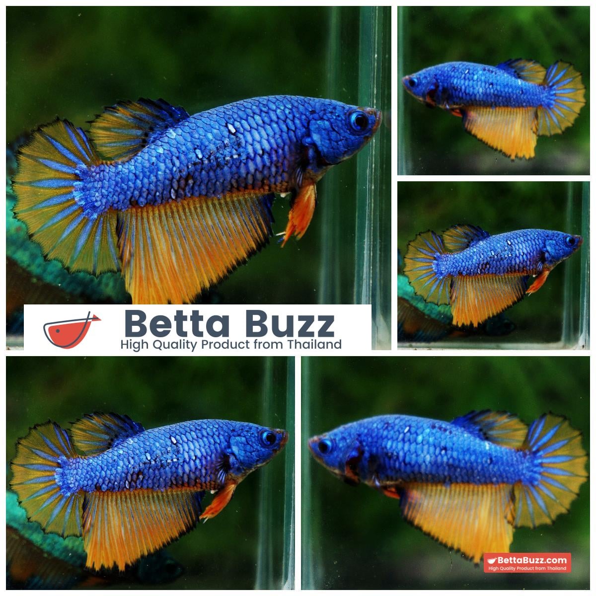 Betta fish Female Blue Dragon Mustard Gas (HM)