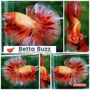 Betta fish OHM Big Armageddon Meteor
