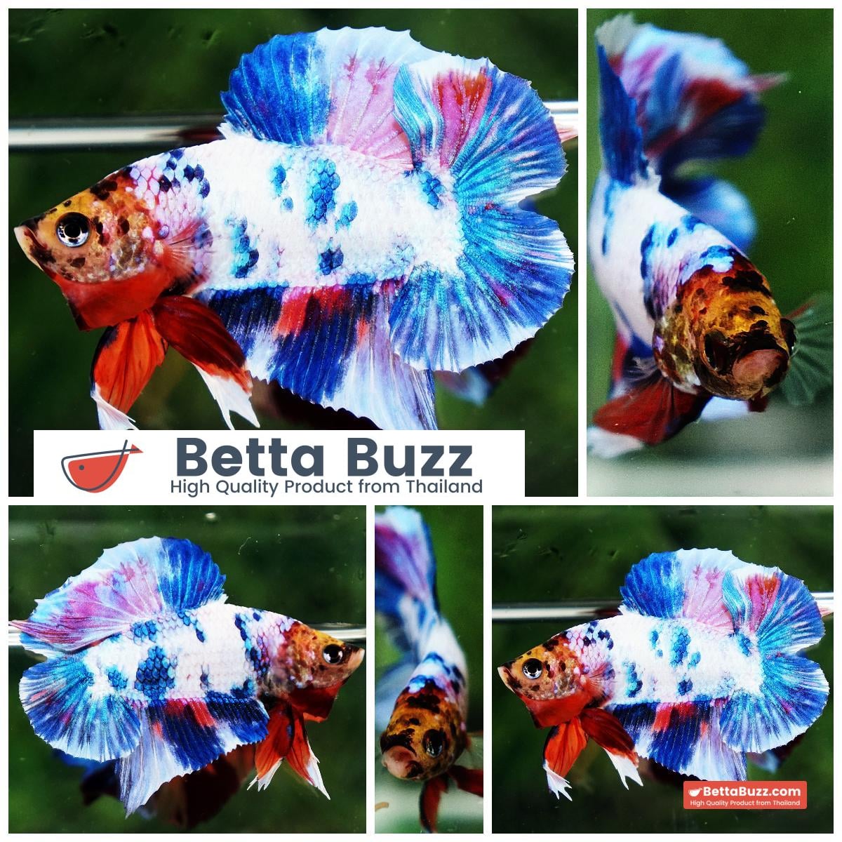 Betta fish DTPK Magical Marble Tiger Head