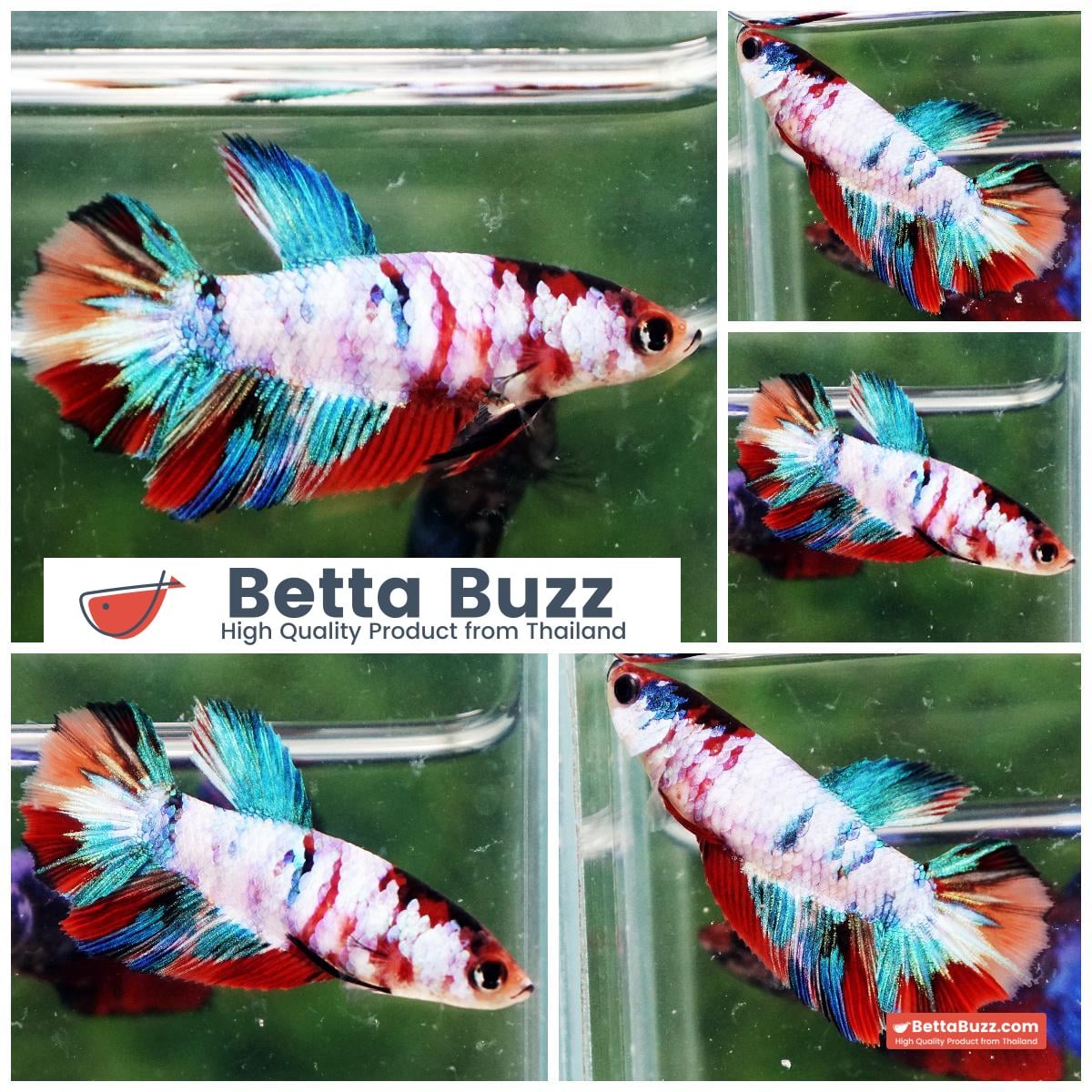 Betta fish Female HM Full Galaxy Nemo Candy