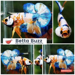 Betta fish HMPK Fancy Yellow Macaw