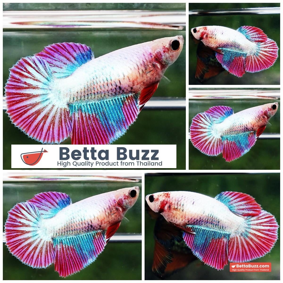 Betta fish Female Magical Pink Grizzle (HM)