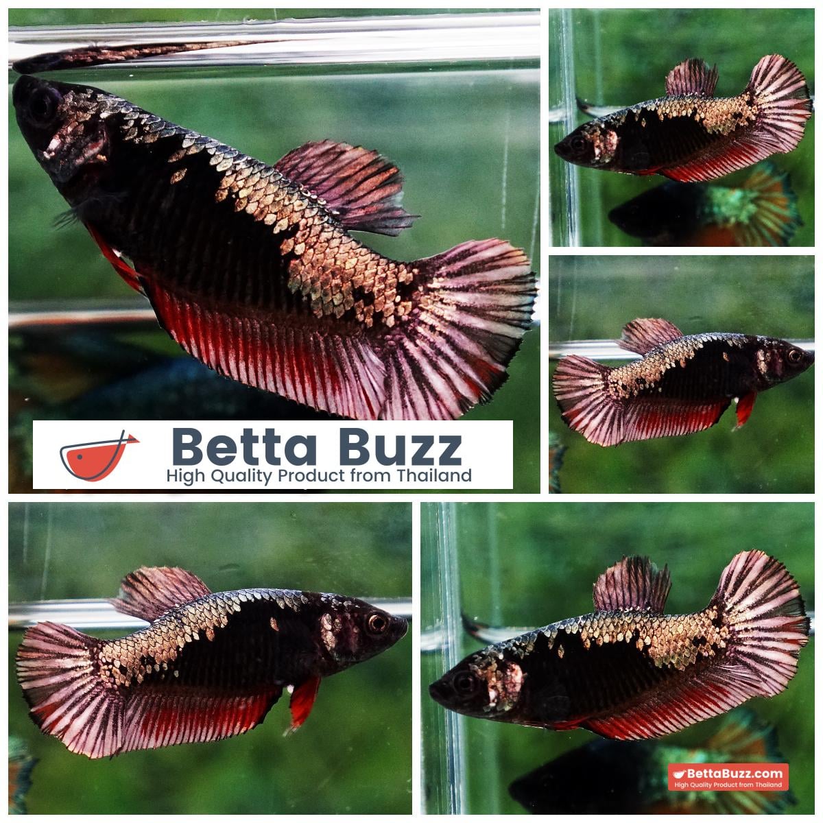 Betta fish Female Blood Red Copper Samurai (HMPK)