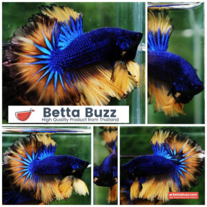 Betta fish Classic Blue mustard Gas Rosetail (OHM)