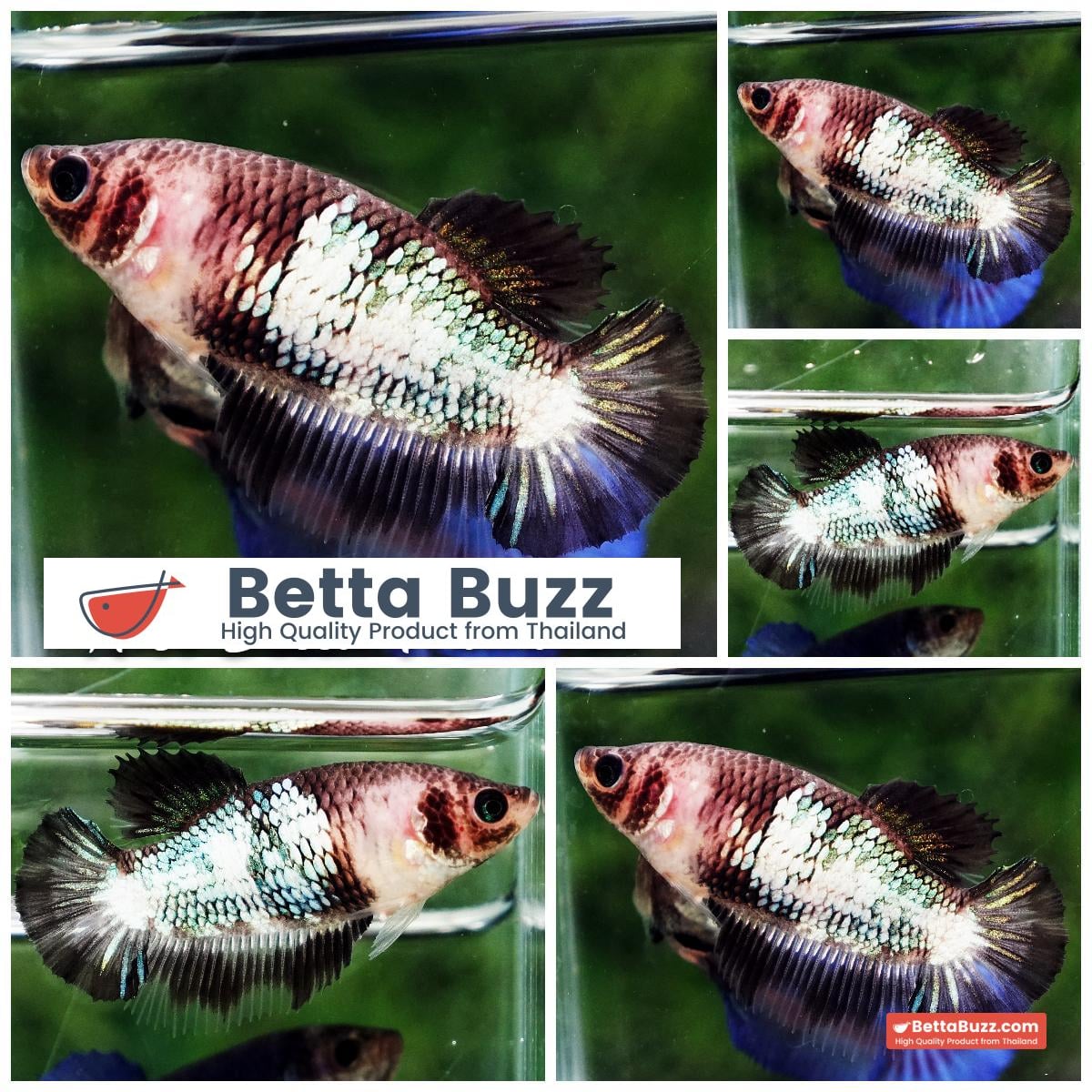 Betta fish Female The Little Black Mermaid (HM)