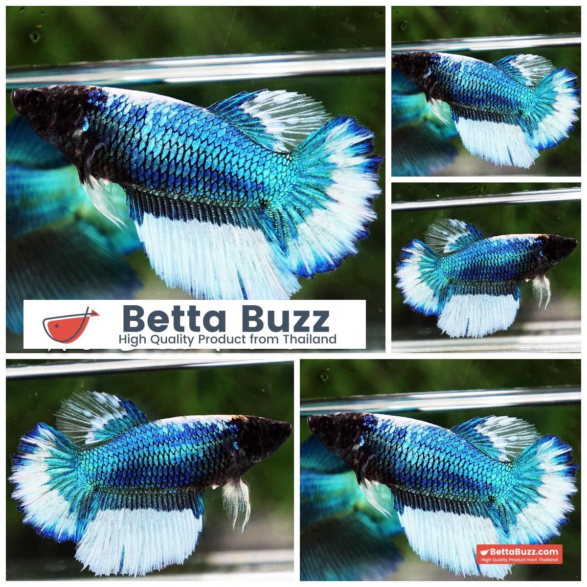 Betta fish Green Butterfly Black Head (HM)