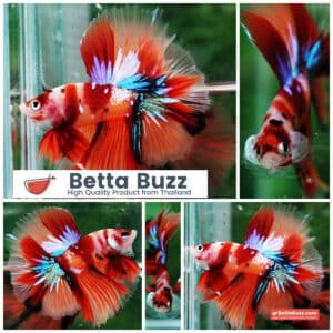 Betta fish Pigeon Wing Candy Nemo Hawk HM