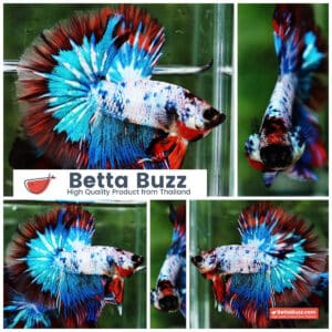 Betta fish Fancy Magical Red Blue Marble