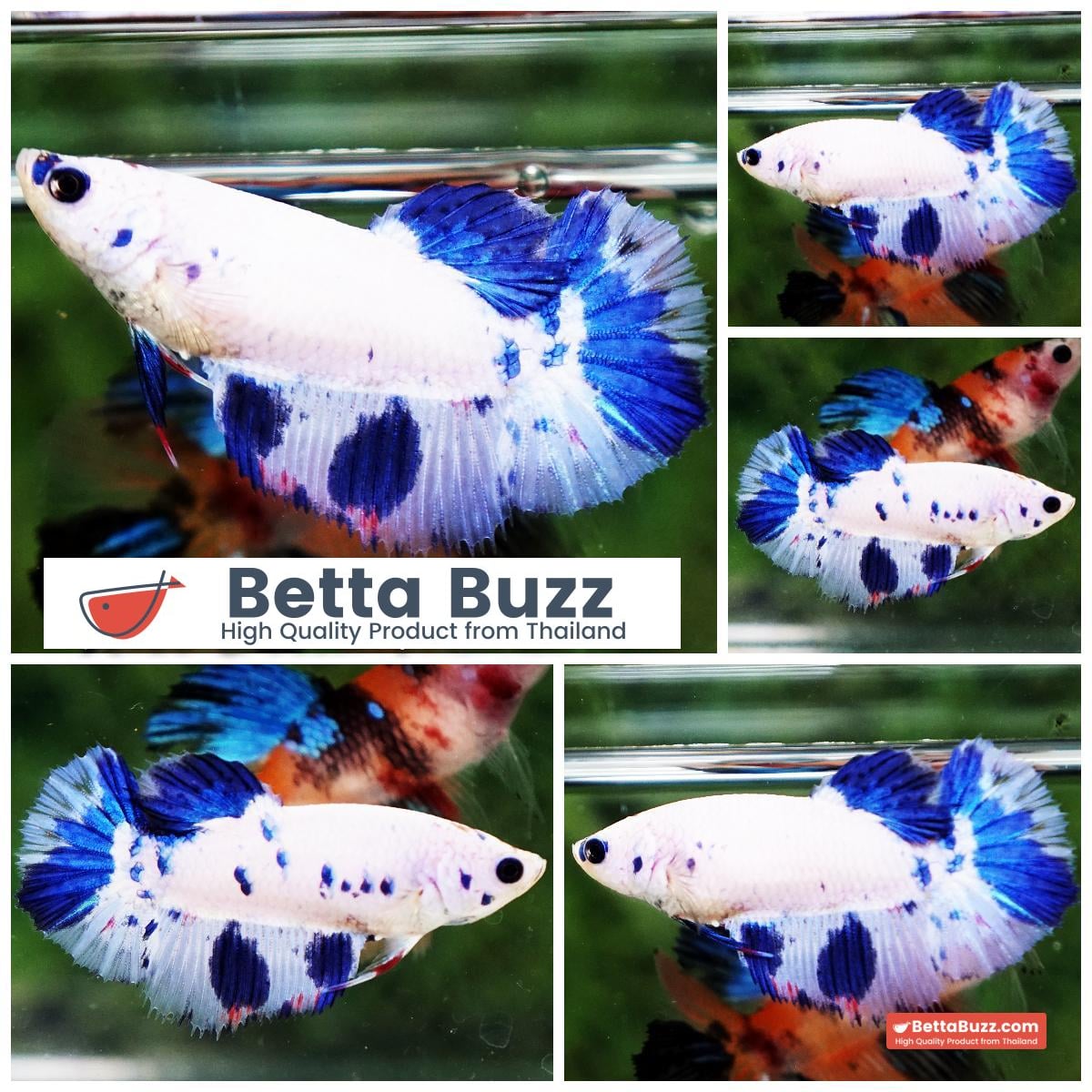 Female HM Blue Marble HM