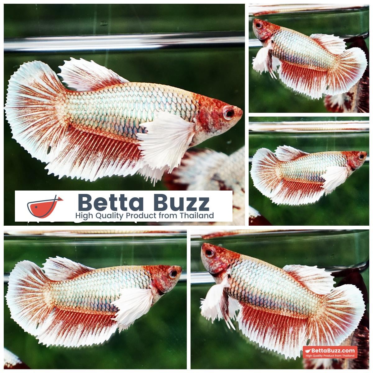 Betta fish Female Copper Red Salamander Dumbo HM