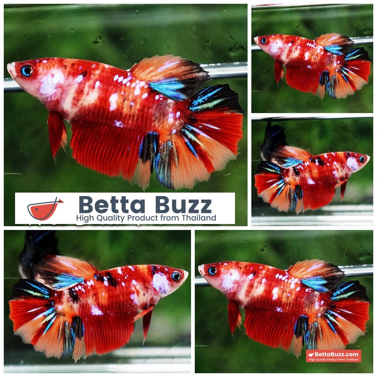 Betta fish Female Candy Nemo Star HM