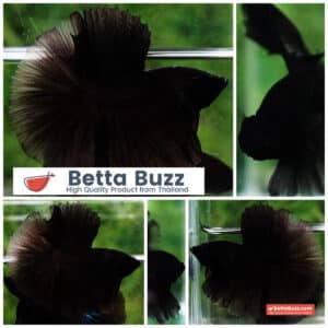 Betta fish Super Black Hole Sky Hawk OHM