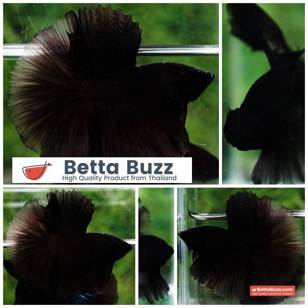 Betta fish Super Black Hole Sky Hawk OHM