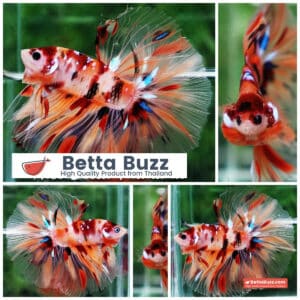 Betta fish Classic Nemo Star OHM