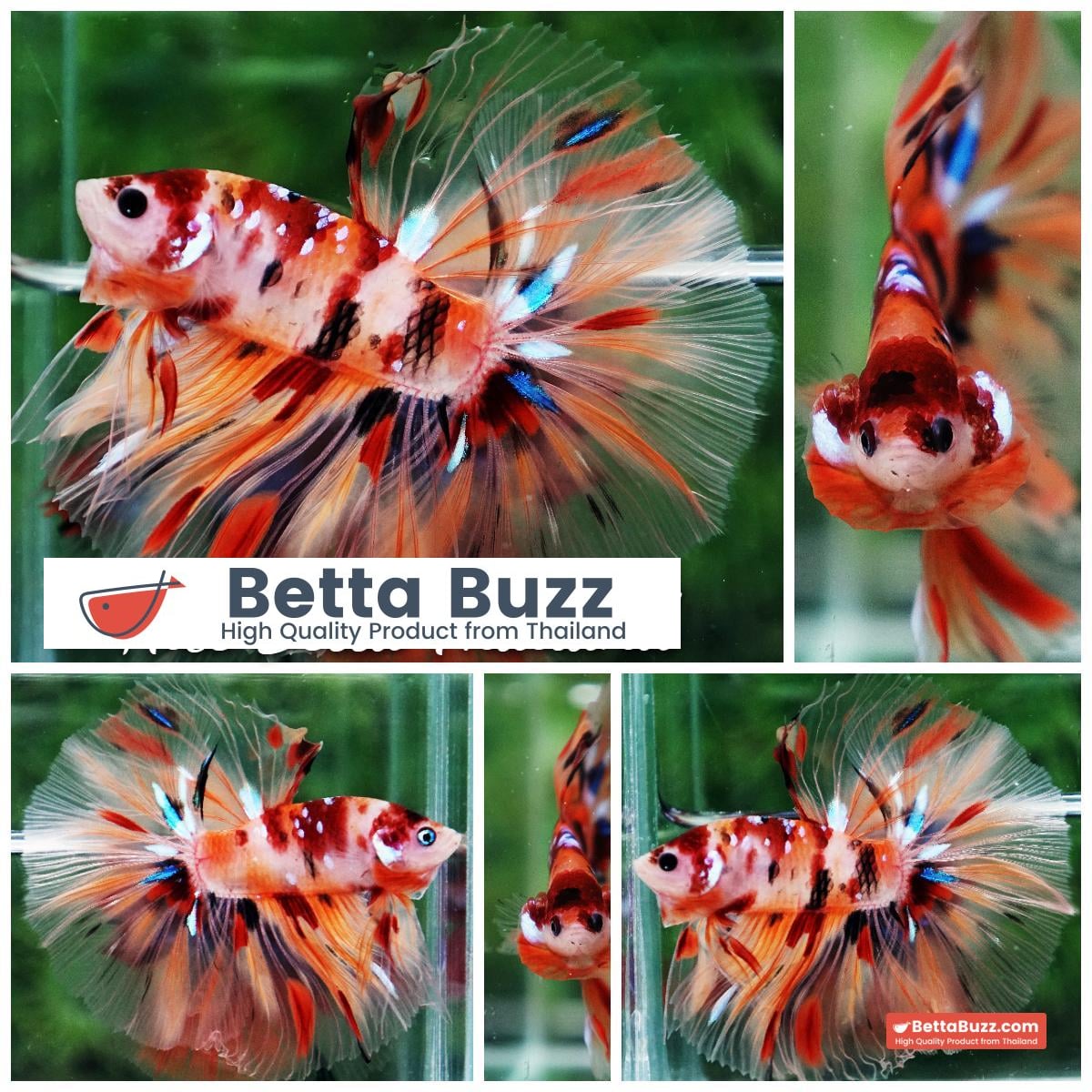 Betta fish Classic Nemo Star OHM