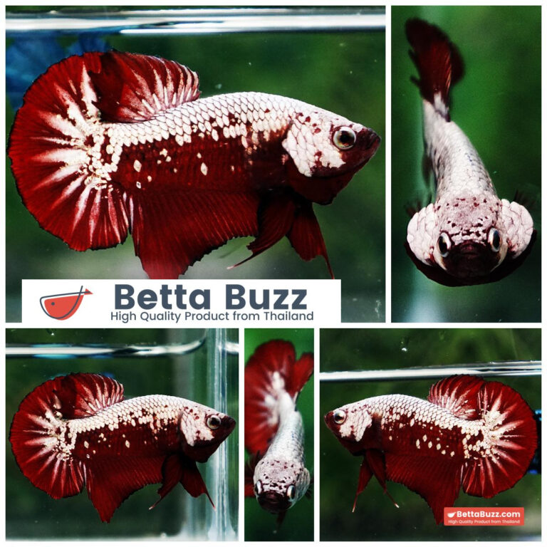 Betta fish Red Samurai HMPK