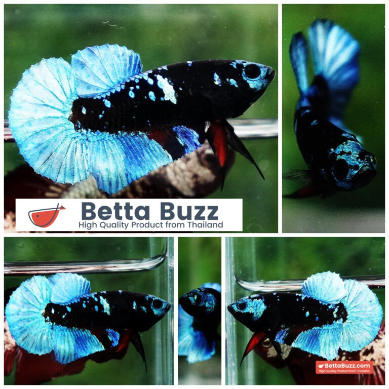 Betta fish Helmet Blue Black Star Avatar HMPK